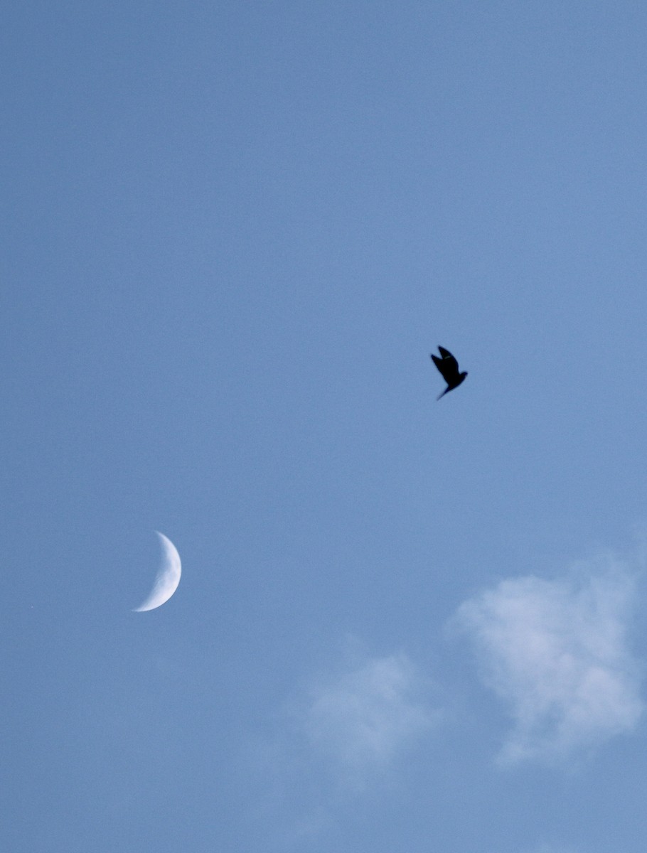 Common Nighthawk - ML348127991