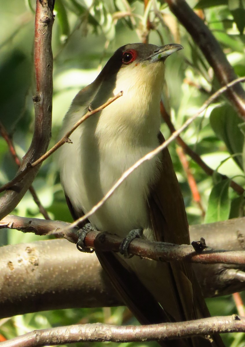 Black-billed Cuckoo - ML348128321