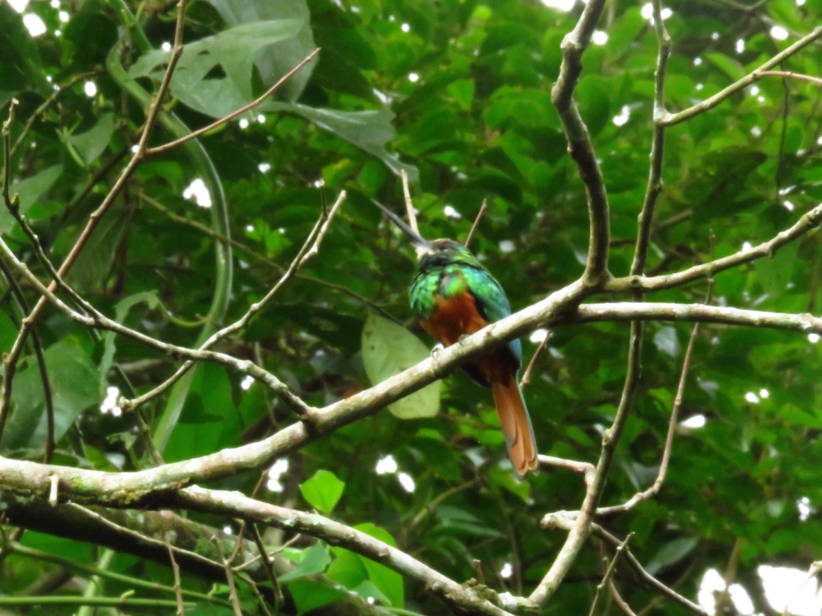 White-chinned Jacamar - Alexander  Torres