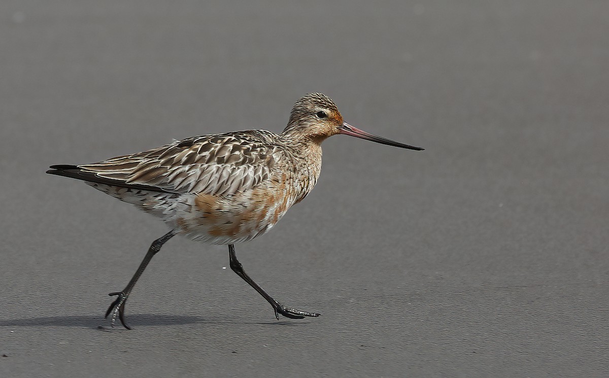 Bar-tailed Godwit - Laura Keene