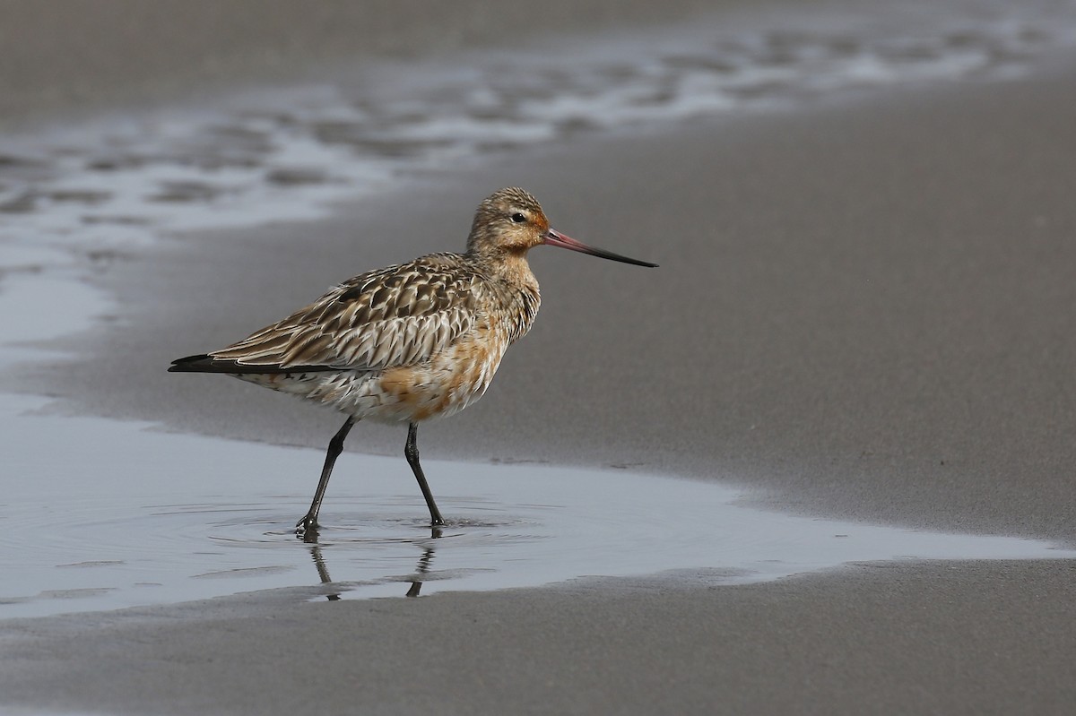 Bar-tailed Godwit - Laura Keene