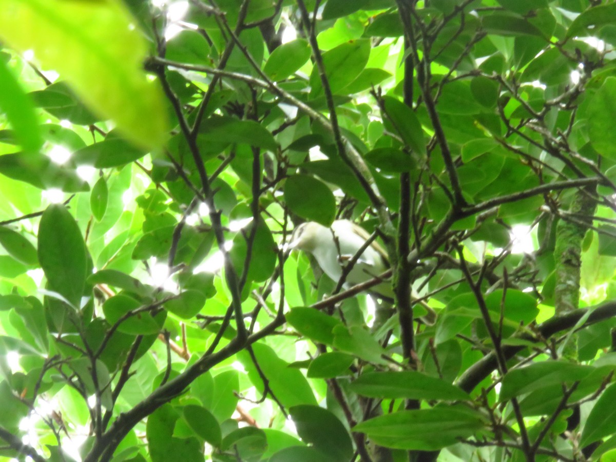 Red-eyed Vireo - Alexander  Torres