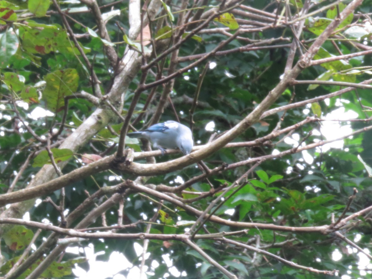 Blue-gray Tanager - Alexander  Torres