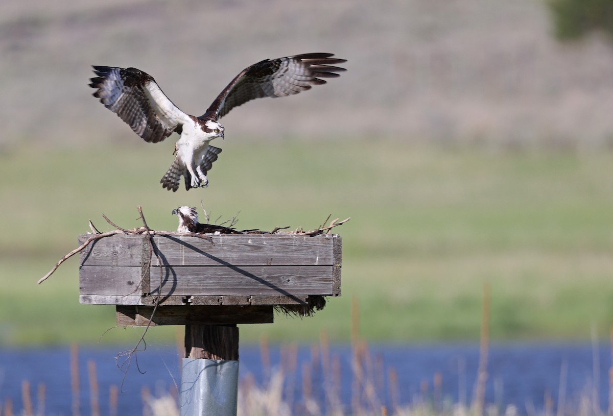 Osprey - Jim DeWitt