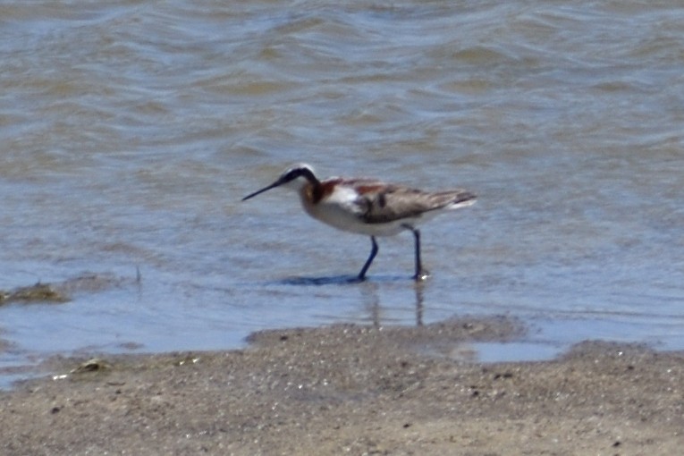 Wilson's Phalarope - ML348131731