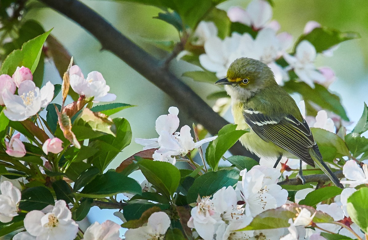 White-eyed Vireo - ML348133761