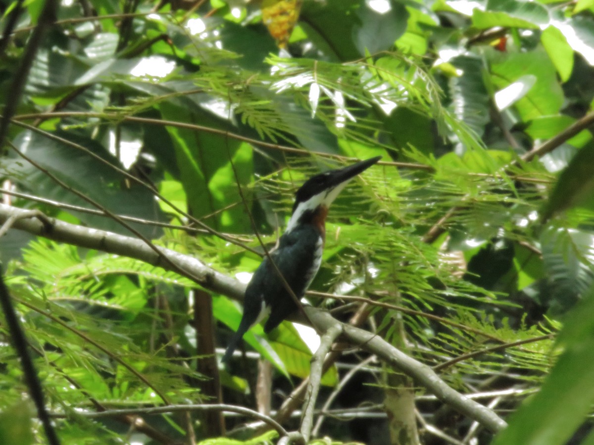 Martin-pêcheur d'Amazonie - ML348133931