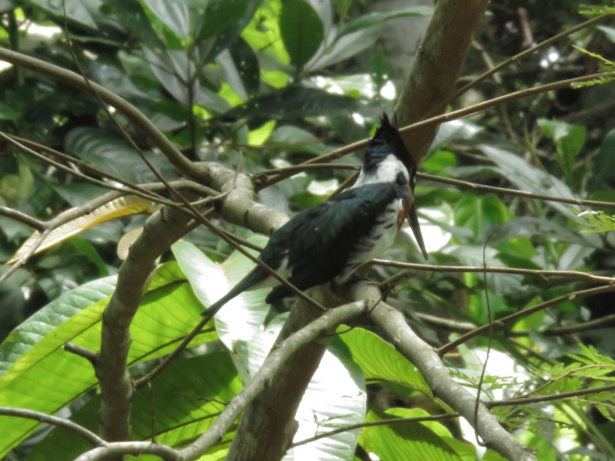 Amazon Kingfisher - Alexander  Torres