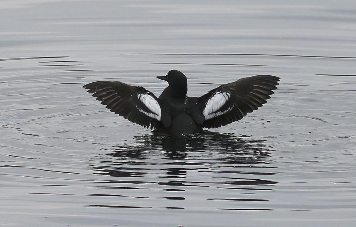 Pigeon Guillemot - ML348134171