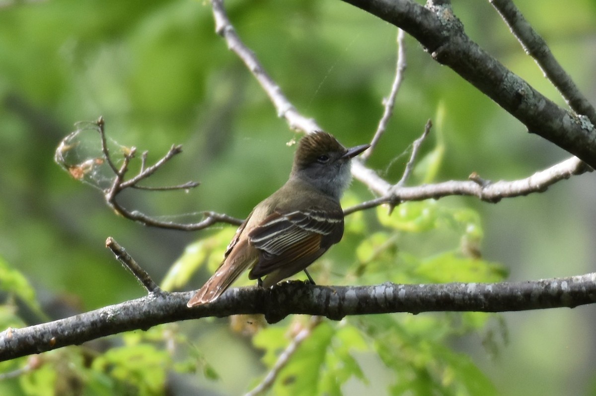 Great Crested Flycatcher - ML348136401