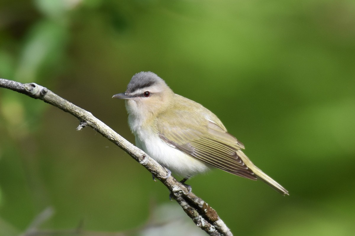 Red-eyed Vireo - ML348136441