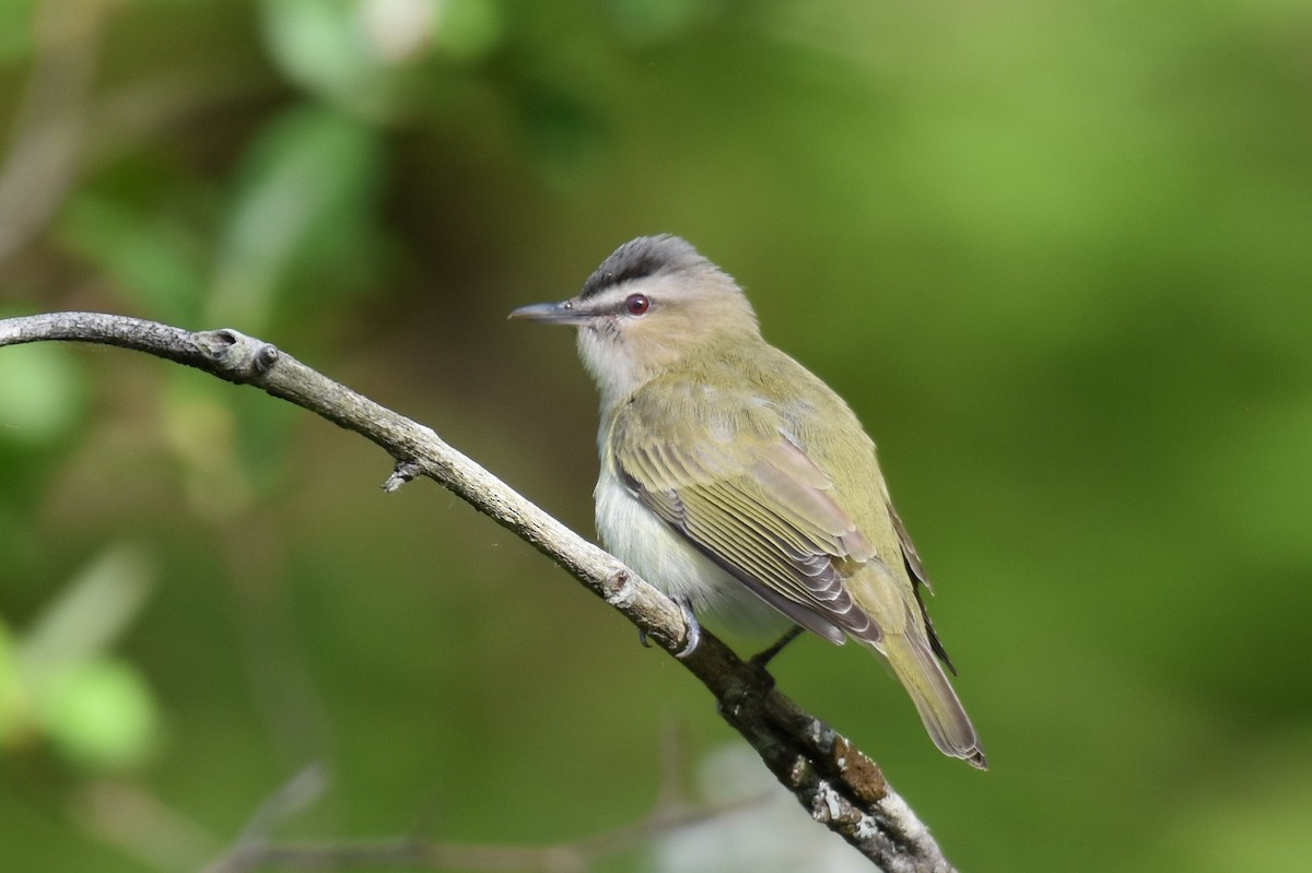 Red-eyed Vireo - ML348136481