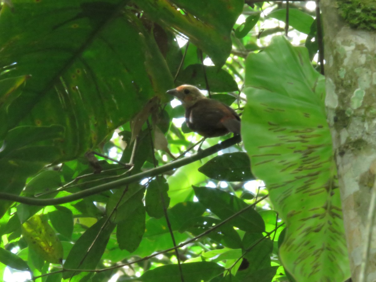 Silver-beaked Tanager - Alexander  Torres