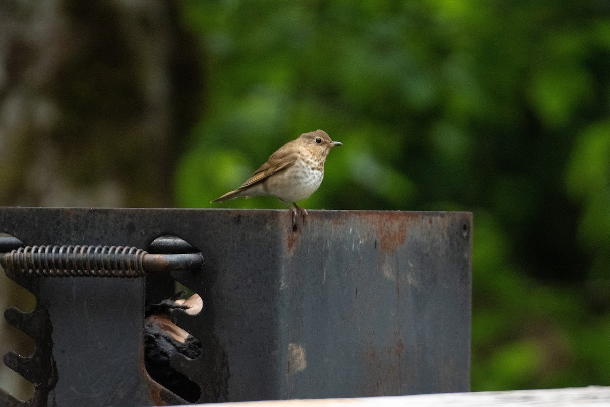 Swainson's Thrush - ML348136781