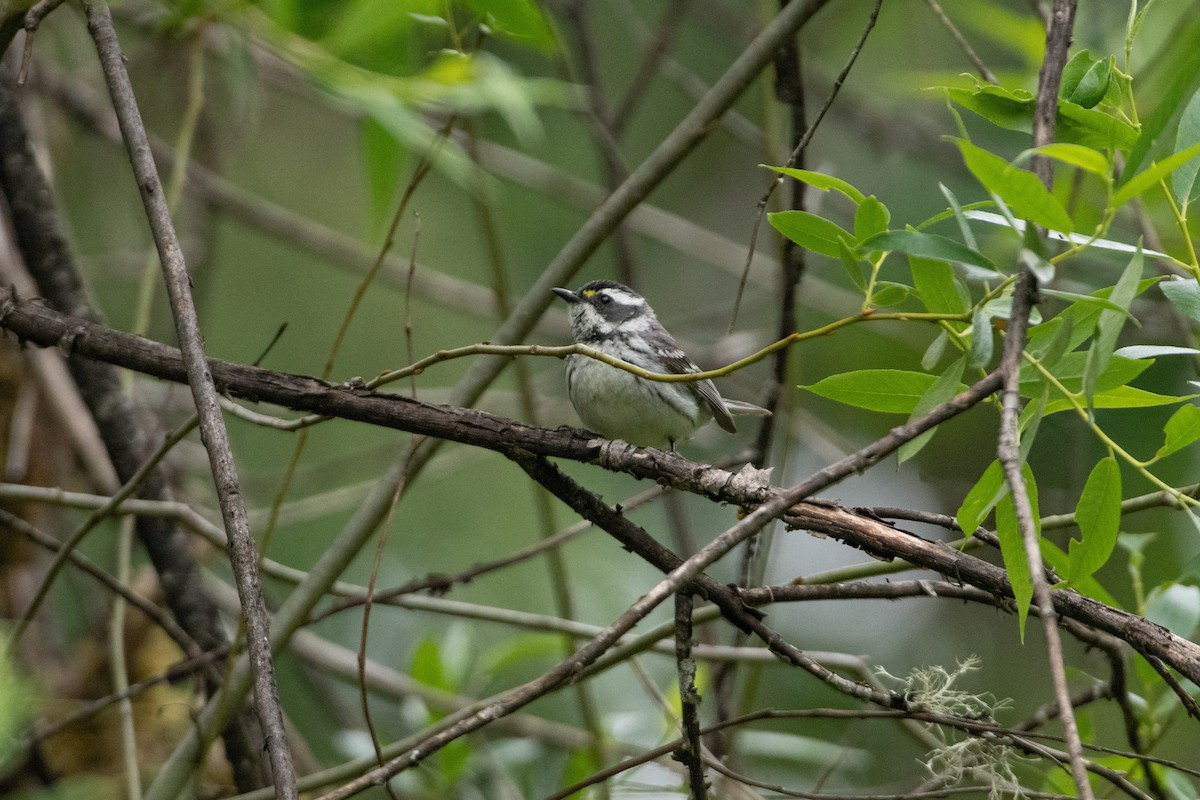 Black-throated Gray Warbler - ML348136911