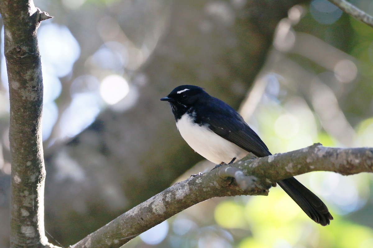 Willie-wagtail - Ian Bradshaw