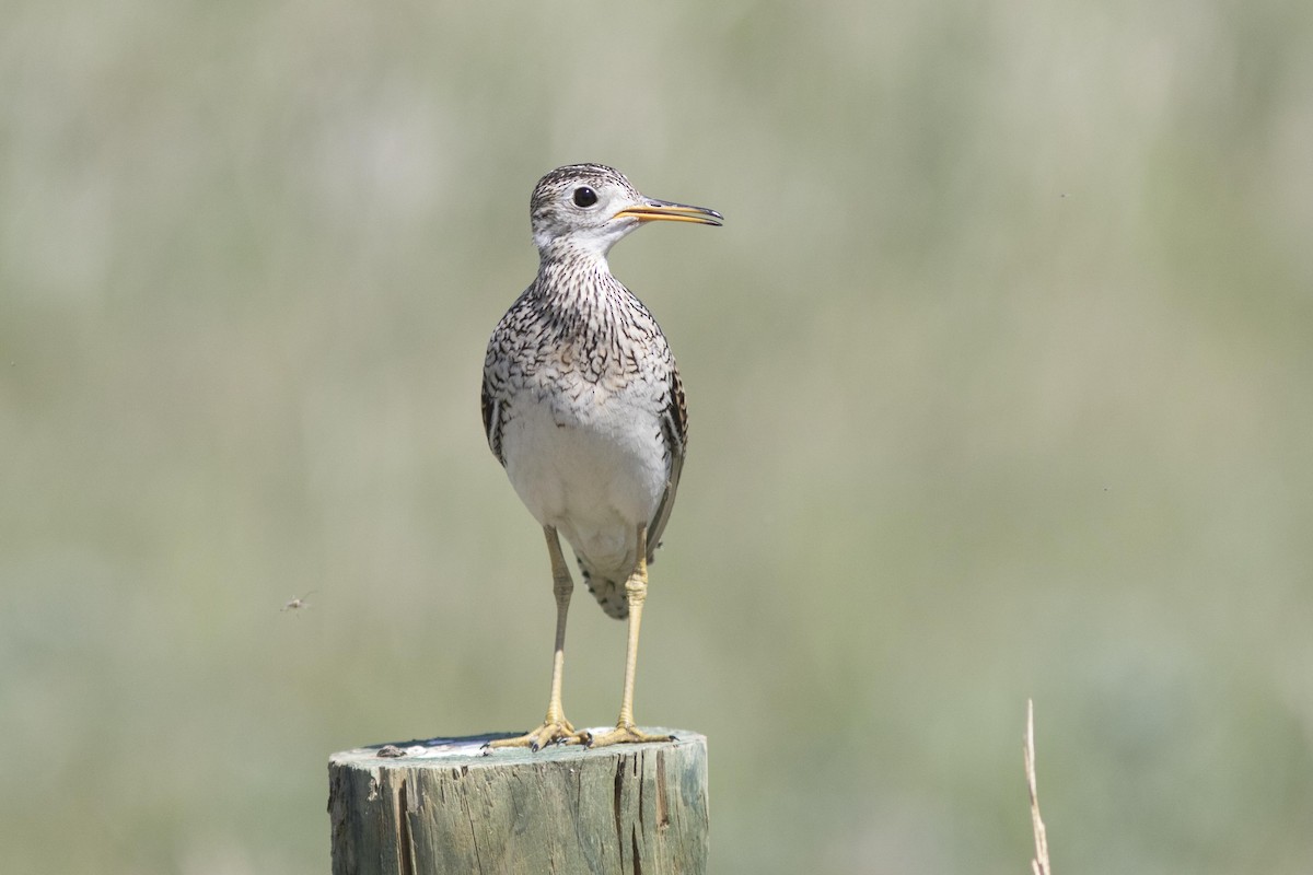 Upland Sandpiper - Bryce Robinson