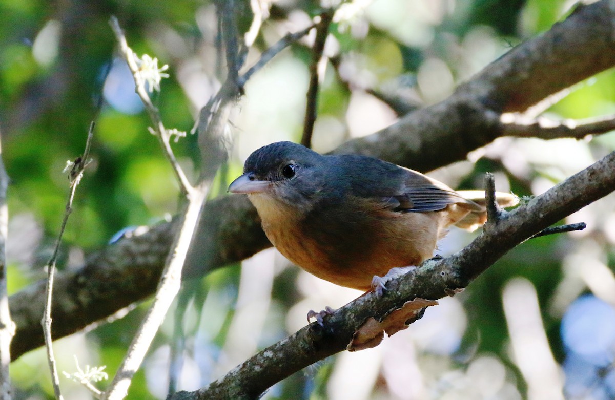 Rufous Shrikethrush - Ian Bradshaw