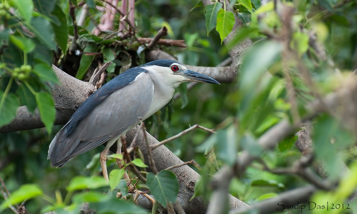 Black-crowned Night Heron - Sandip Das