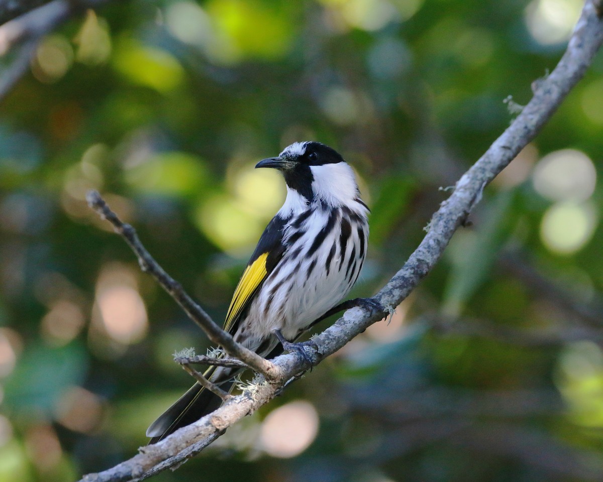 White-cheeked Honeyeater - Ian Bradshaw