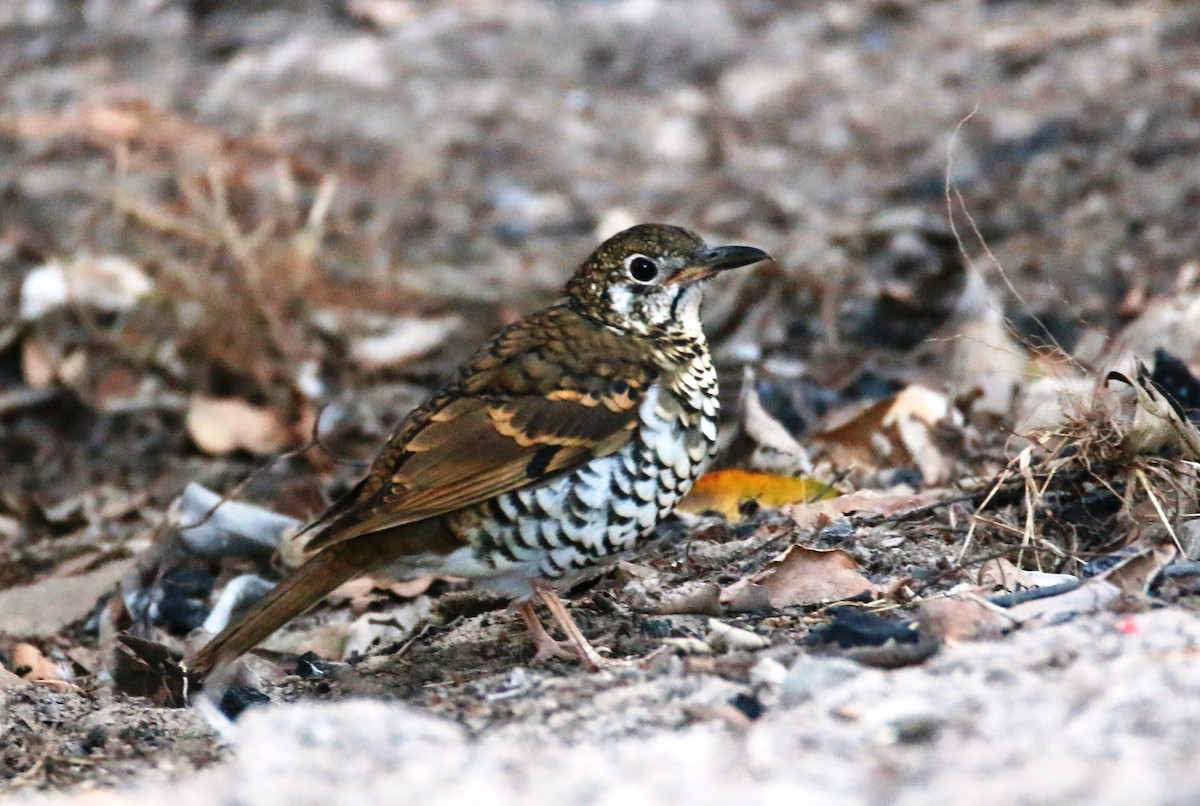 Russet-tailed Thrush - Ian Bradshaw