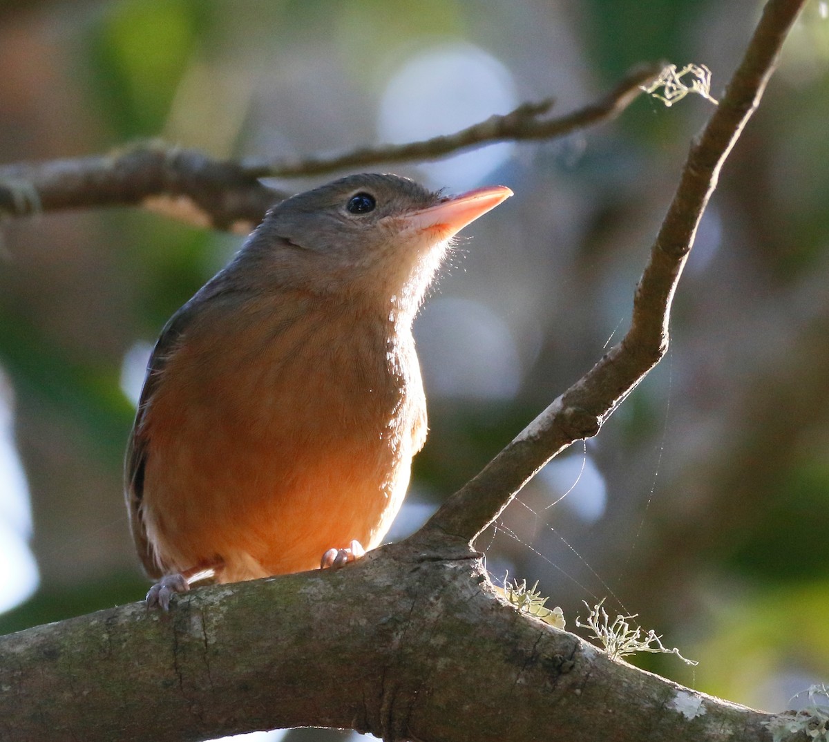 Rufous Shrikethrush - Ian Bradshaw