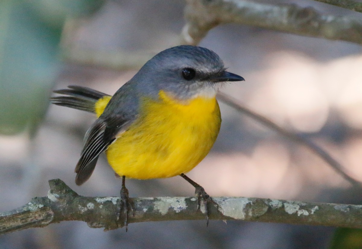 Eastern Yellow Robin - Ian Bradshaw