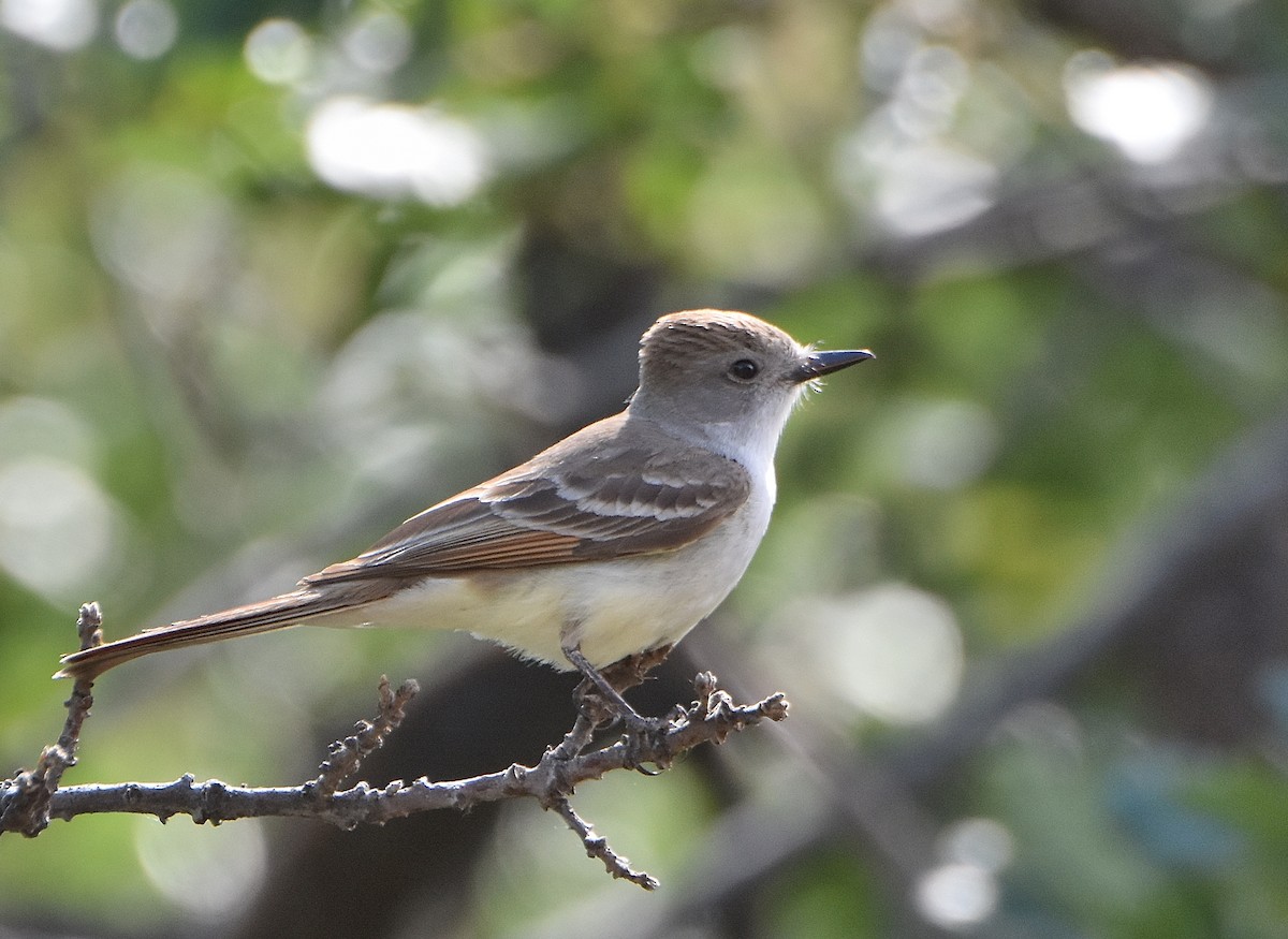 Ash-throated Flycatcher - ML348142181