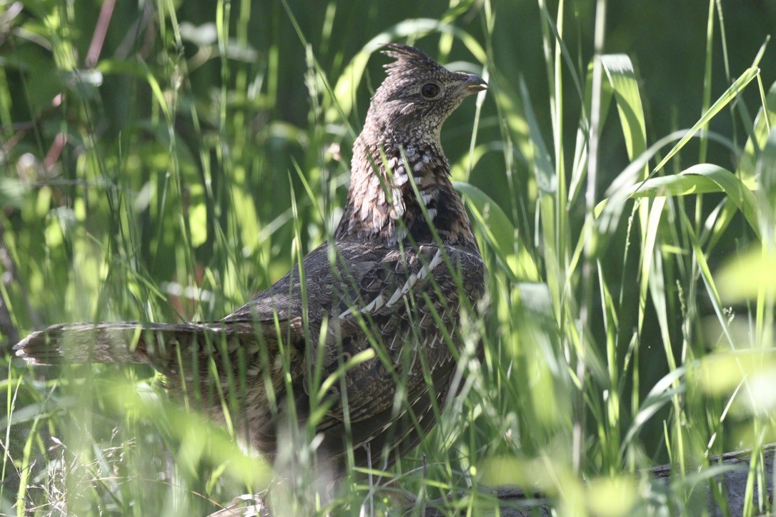 Ruffed Grouse - Andrew Thomas 🦅🪶