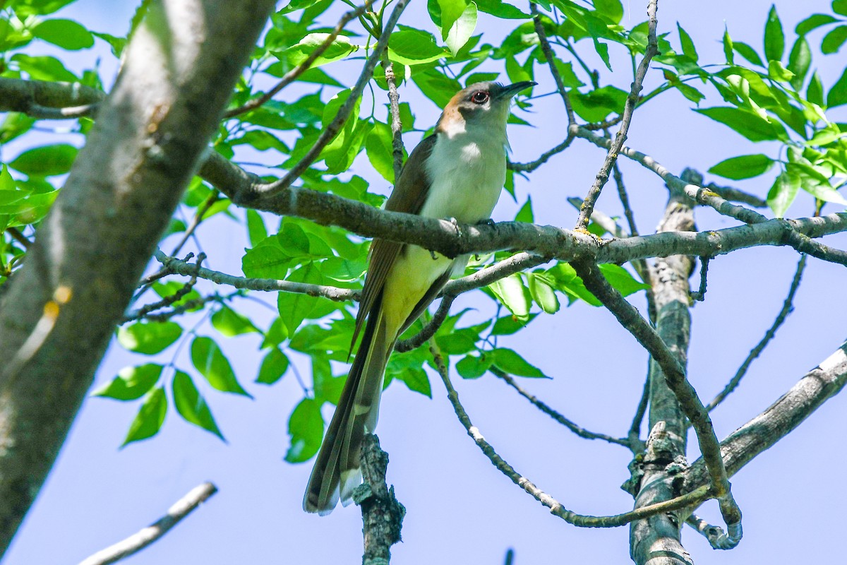 Black-billed Cuckoo - ML348142931