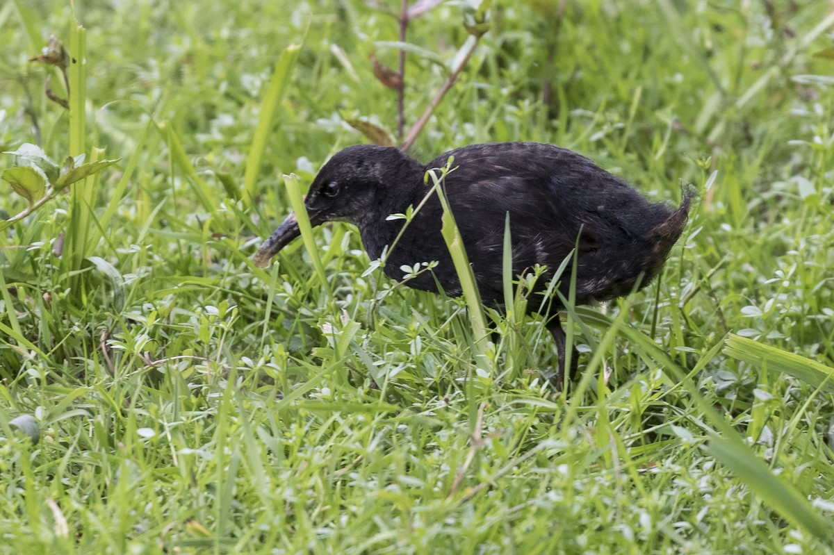 Virginia Rail - ML348143081