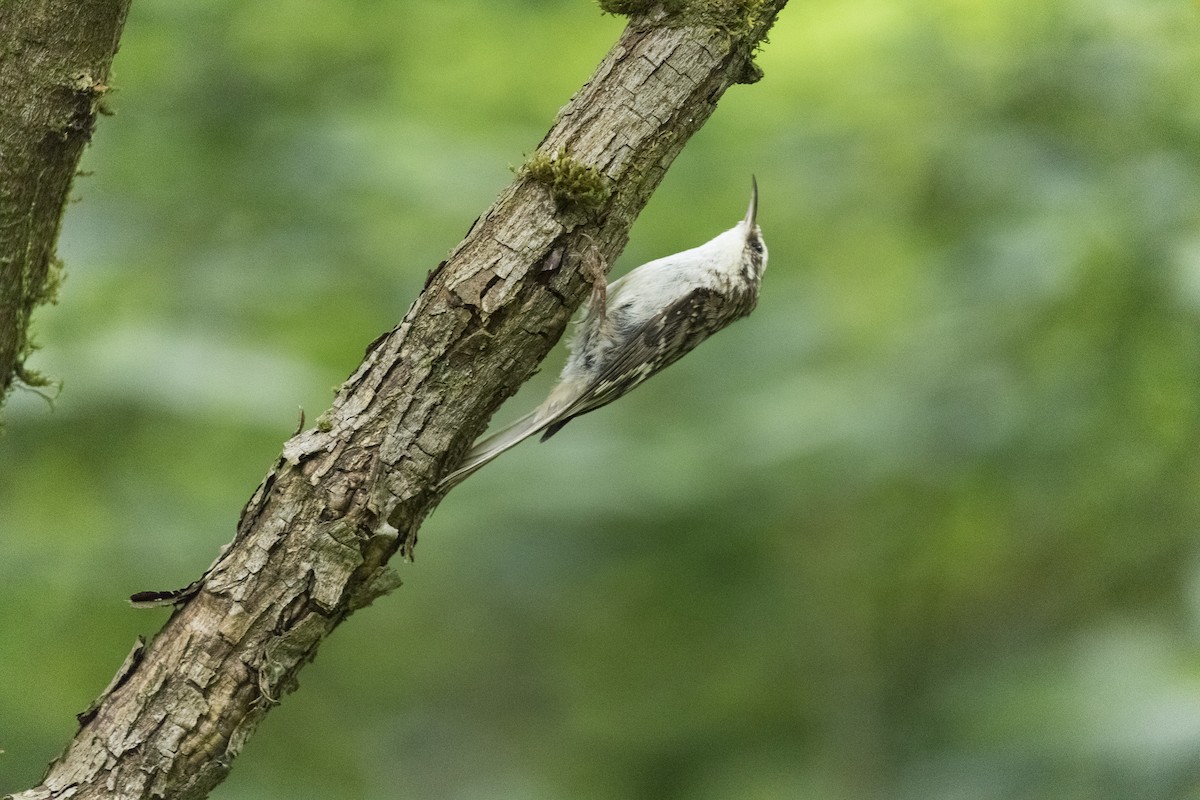 Brown Creeper - ML348143121