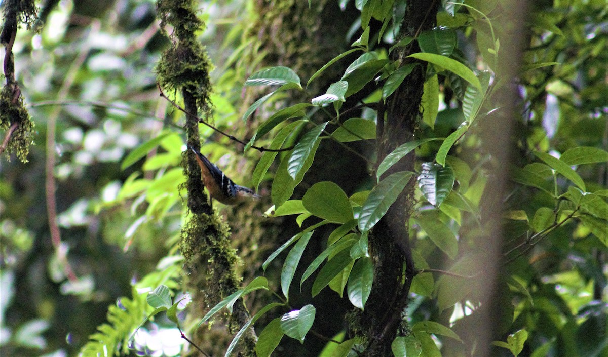 Beautiful Nuthatch - ML348144331