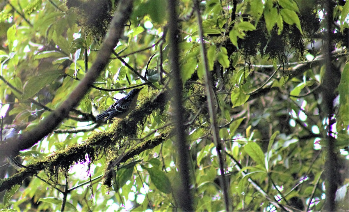 Beautiful Nuthatch - ML348144381