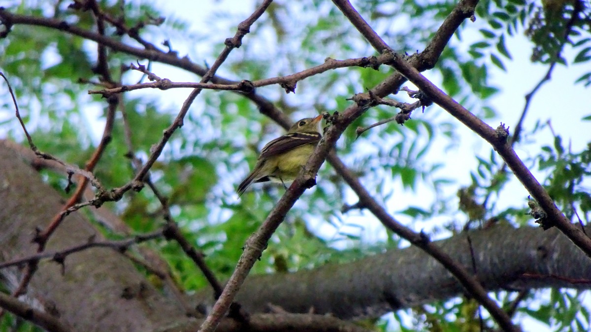 Yellow-bellied Flycatcher - ML348144421