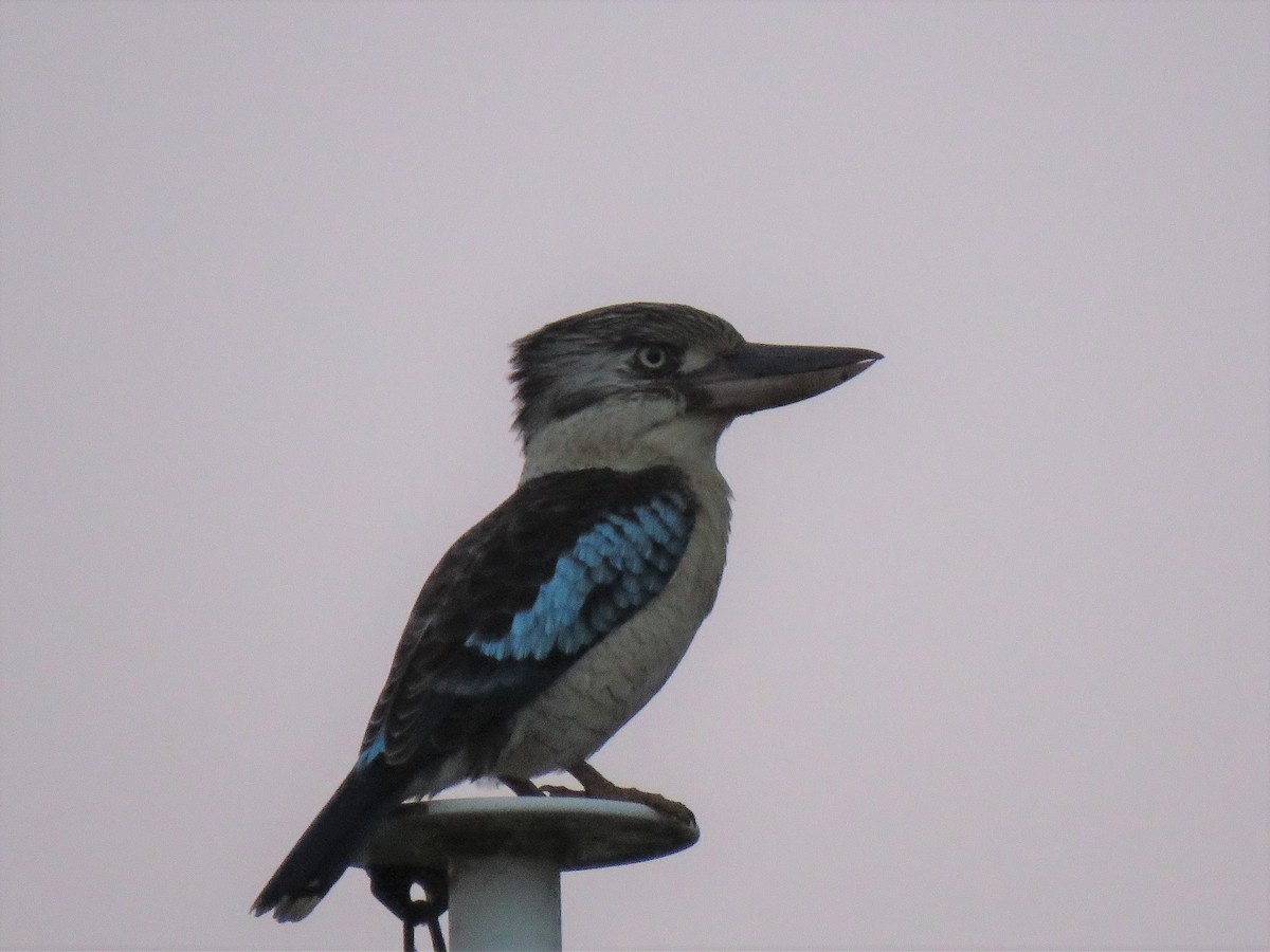 Blue-winged Kookaburra - ML348145301