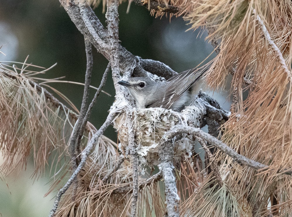 Plumbeous Vireo - ML348147861