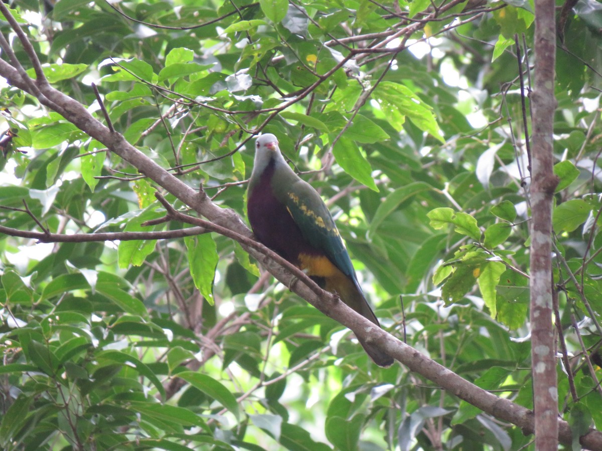 Wompoo Fruit-Dove - Sandra Henderson