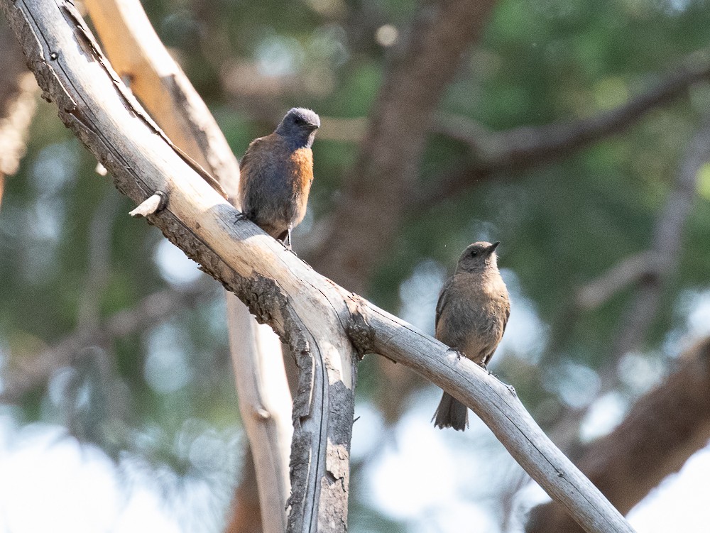 Western Bluebird - ML348147901