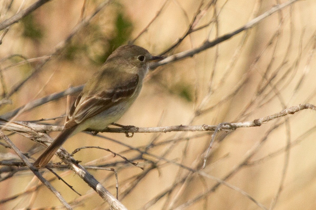 Gray Flycatcher - ML348151551