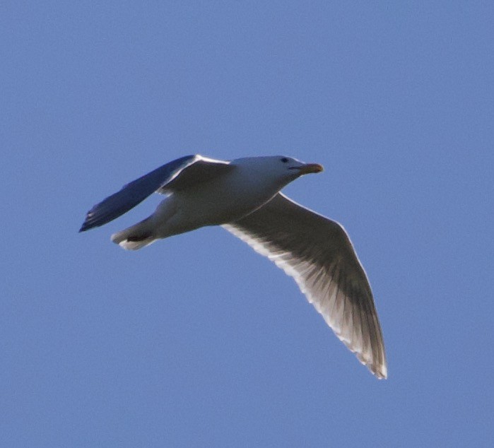 Glaucous-winged Gull - ML348151991