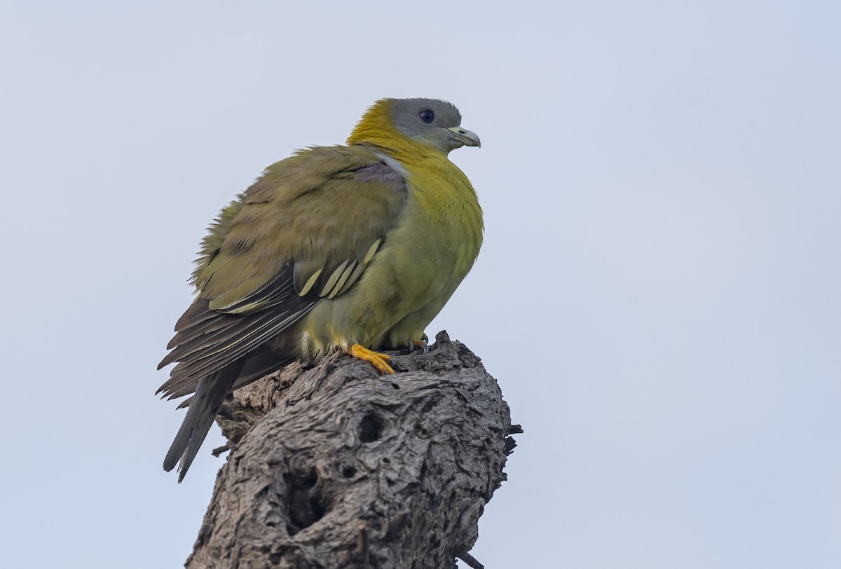 Yellow-footed Green-Pigeon - ML348152161