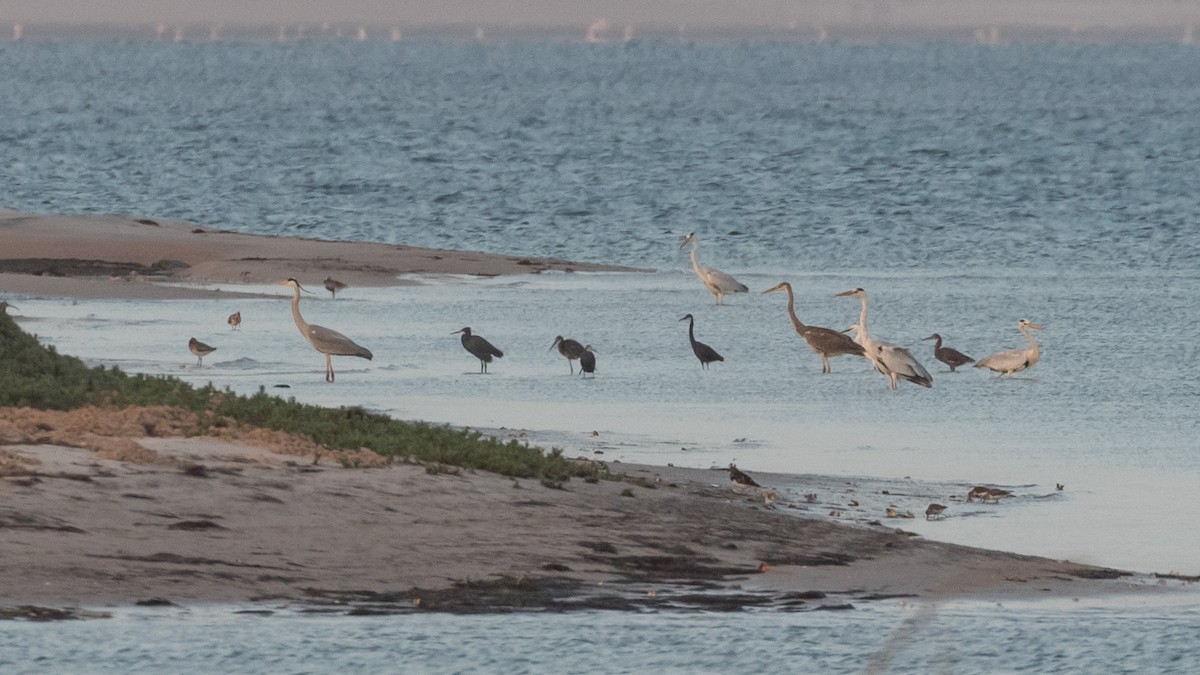 Gray Heron (Mauritanian) - Markus Craig