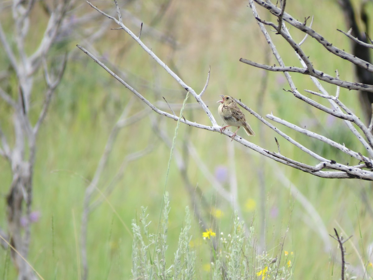 Grasshopper Sparrow - ML348153341