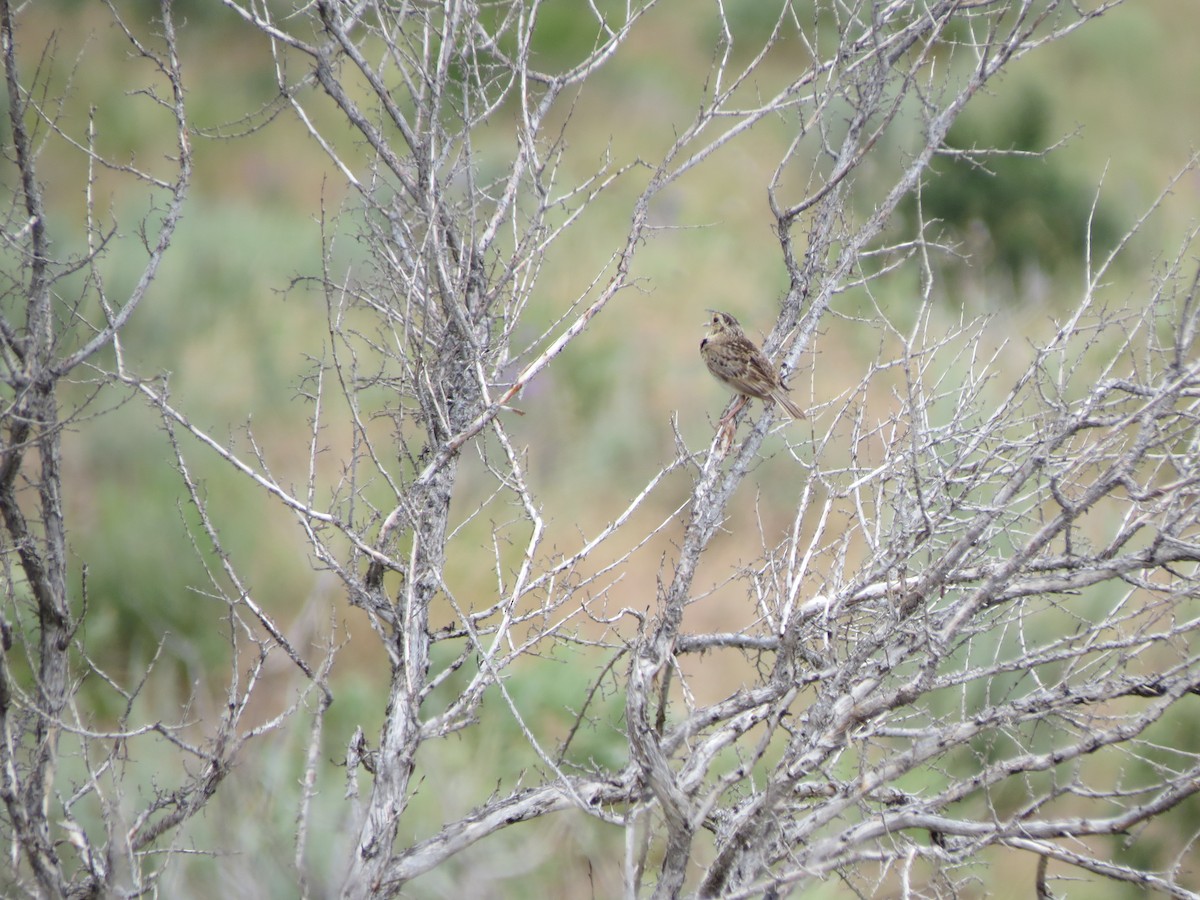 Grasshopper Sparrow - ML348153401