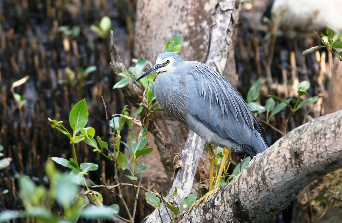 White-faced Heron - ML348153971