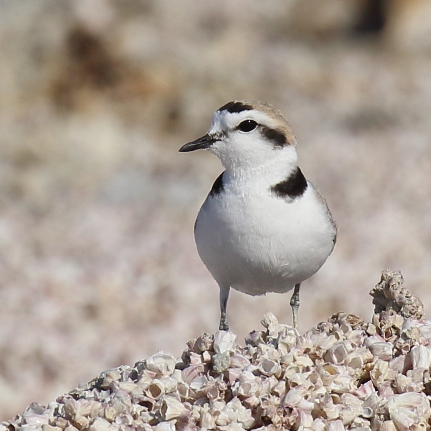 Snowy Plover - ML348154131