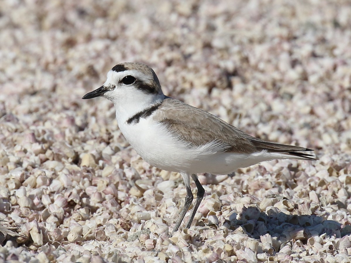 Snowy Plover - ML348154171