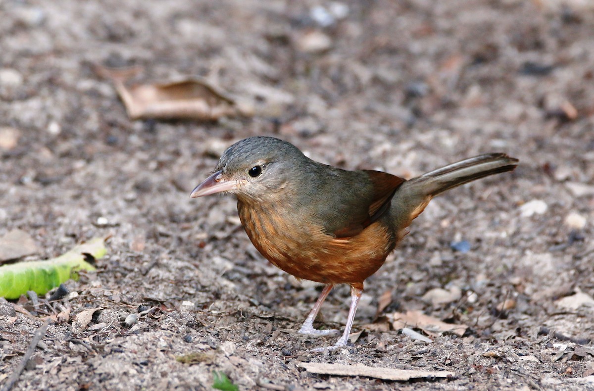 Rufous Shrikethrush - Ian Bradshaw