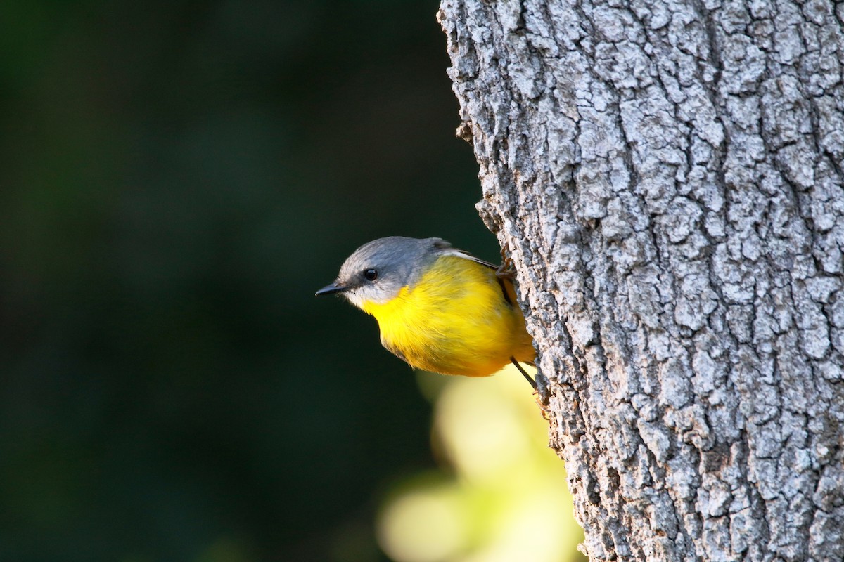 Eastern Yellow Robin - ML348154431